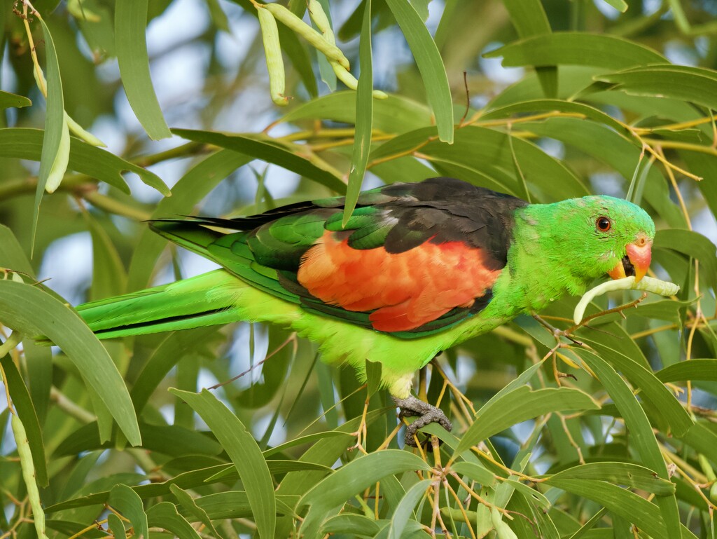 Red Winged Parrot P9084281 by merrelyn