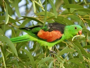 8th Sep 2024 - Red Winged Parrot P9084281