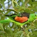 Red Winged Parrot P9084281 by merrelyn