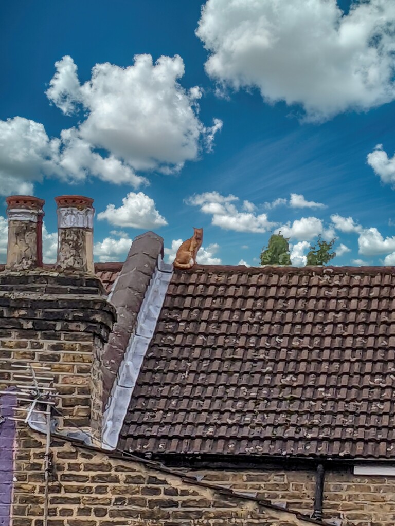 Cat On Roof by billyboy