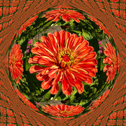 8th Sep 2024 - Last Zinnia this month