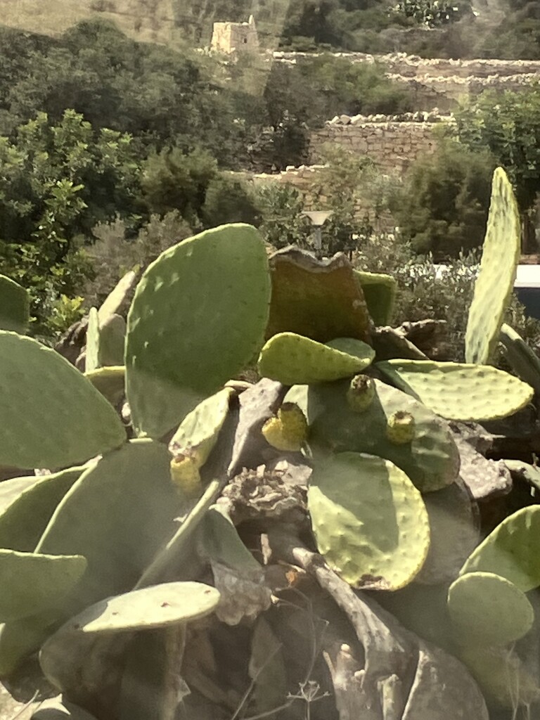 Cactus on Malta  by g3xbm