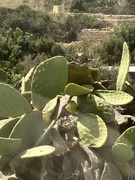 9th Sep 2024 - Cactus on Malta 