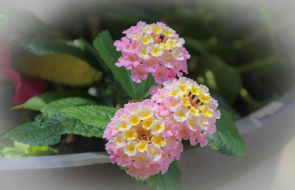 Pink and yellow flowers by mittens