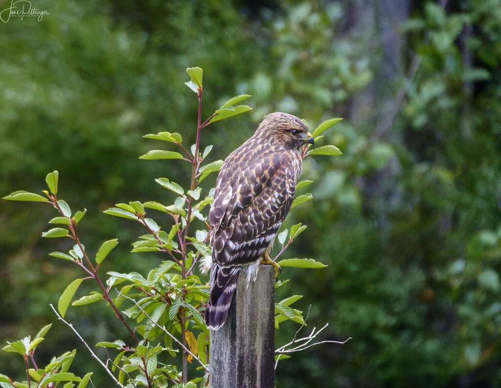 Red Shouldered, Coopers or Sharp Shinned Hawk by jgpittenger