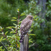 Red Shouldered, Coopers or Sharp Shinned Hawk