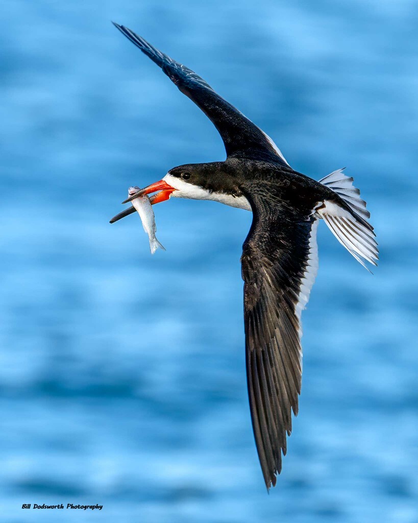 Flying in with breakfast by photographycrazy