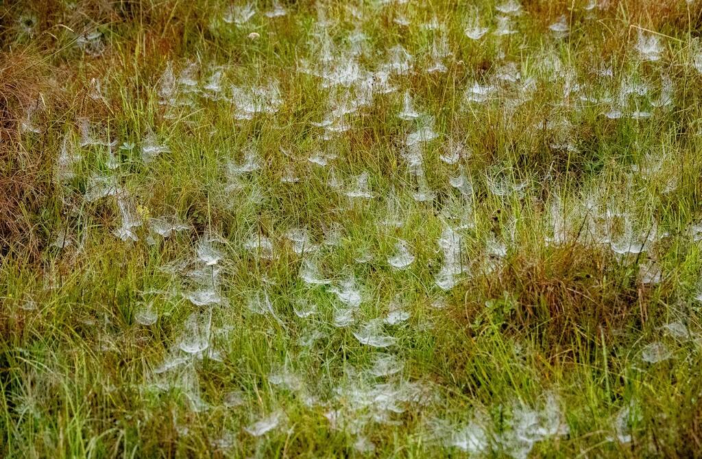 Webs in the Mist by lifeat60degrees