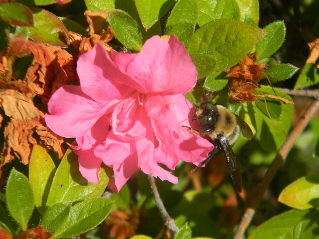 Bee on Azalea  by sfeldphotos