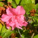 Bee on Azalea  by sfeldphotos