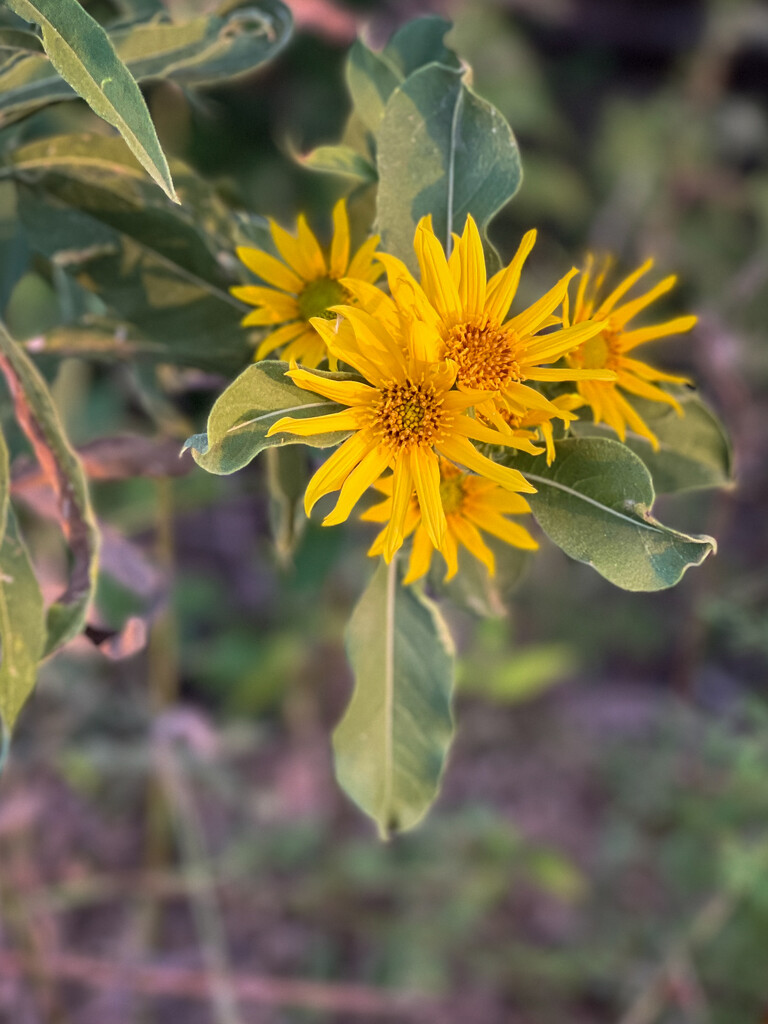 Flowers along the Path by 2022julieg