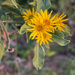 Flowers along the Path