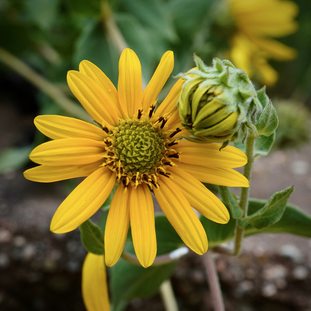 Hairy sunflower by eudora