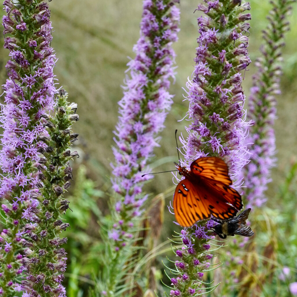 The butterfly, the bee and the blazing star  by eudora