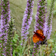 7th Sep 2024 - The butterfly, the bee and the blazing star 