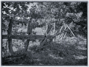 6th Sep 2024 - An old fence 2