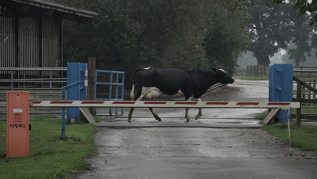 crossing & barrier by minsky365