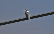 2nd Sep 2024 - Sept 2 Kingfisher Looking At Me IMG_1483AAA