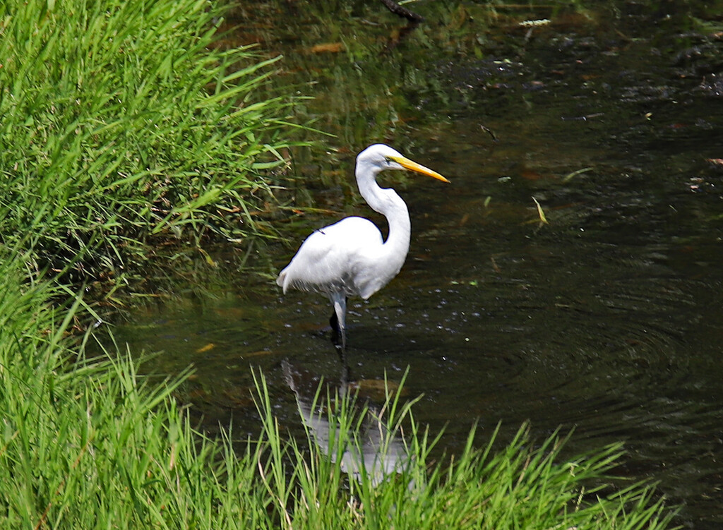 Aug 25 White Egret In Shallow Water IMG_1446AA by georgegailmcdowellcom