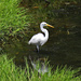 Aug 25 White Egret In Shallow Water IMG_1446AA