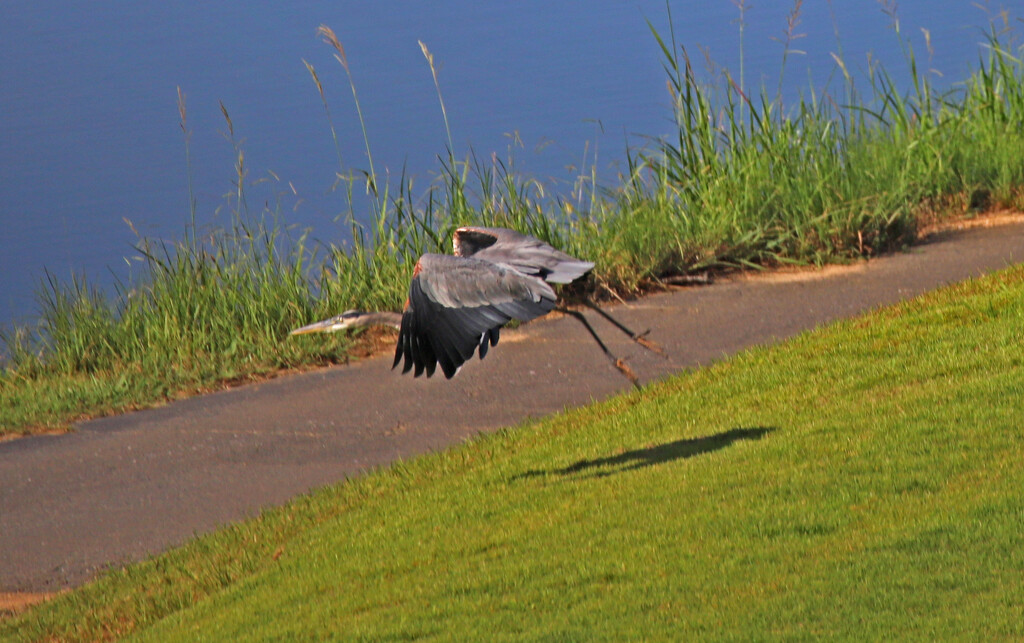 Aug 26 Blue Heron Taking Off IMG_1470AA by georgegailmcdowellcom