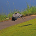 Aug 26 Blue Heron Taking Off IMG_1470AA by georgegailmcdowellcom