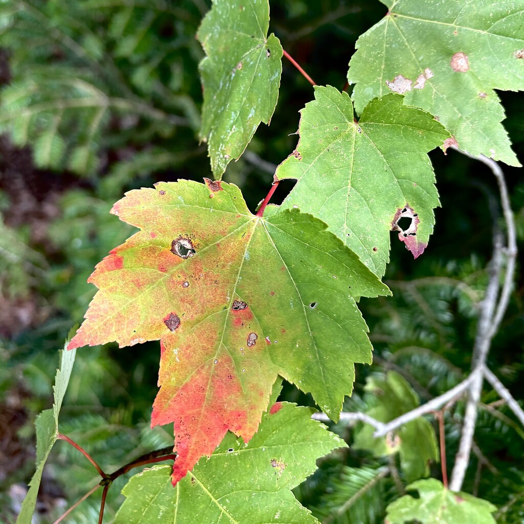 When Fall Sneaks In by rickaubin