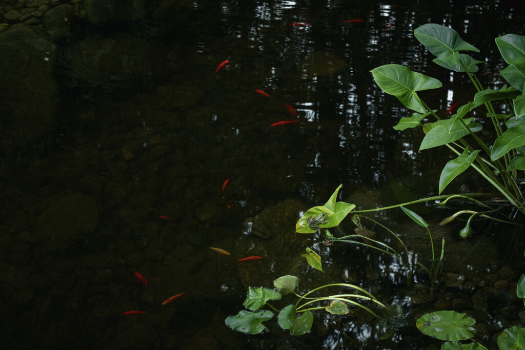 Frogs and Fish by maggierileyphoto