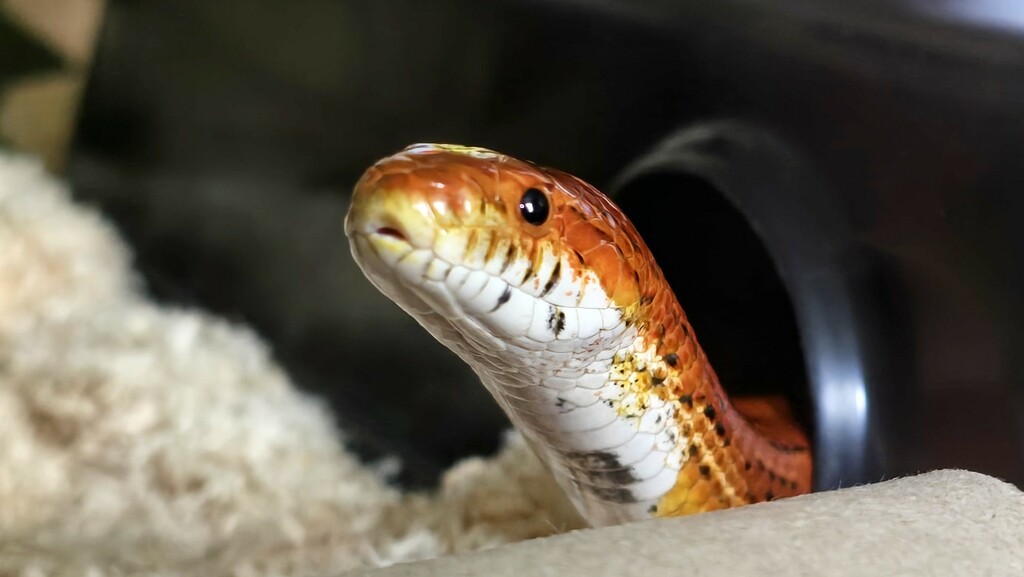 252/366 - Dexter the corn snake  by isaacsnek