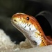 252/366 - Dexter the corn snake  by isaacsnek