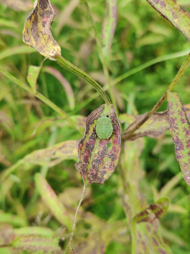 Shield bug in the garden by roachling