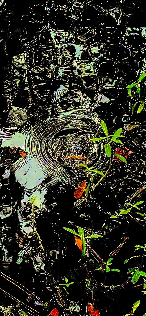 Pond ripple and early Autumn leaves by congaree