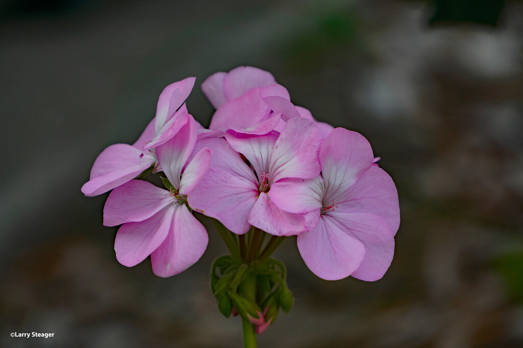 Geranium by larrysphotos