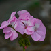 Geranium by larrysphotos