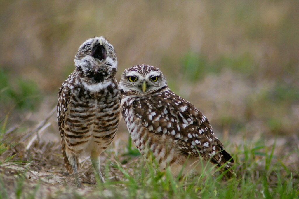 Owl Serenade  by photohoot