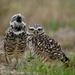 Owl Serenade  by photohoot