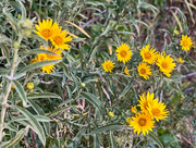 5th Sep 2024 - Wildflowers