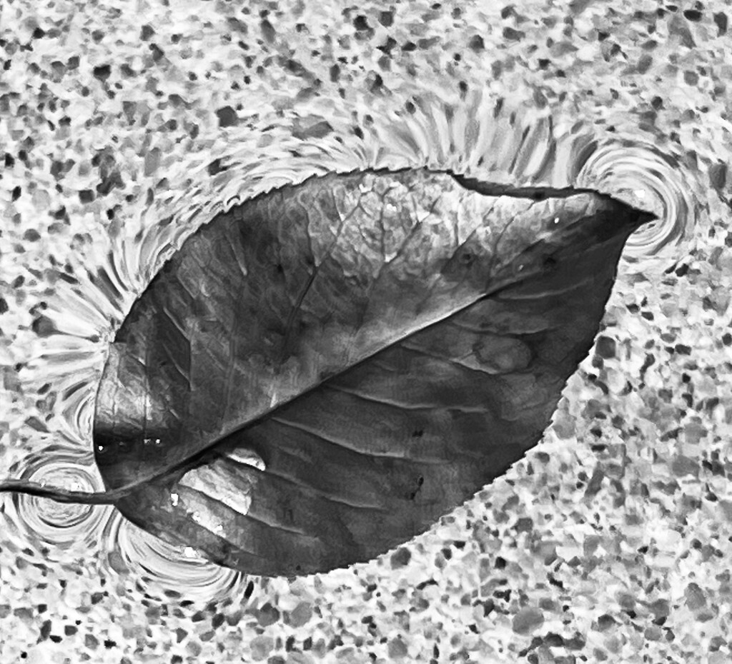 Leaf on water by sjgiesman