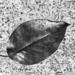 Leaf on water