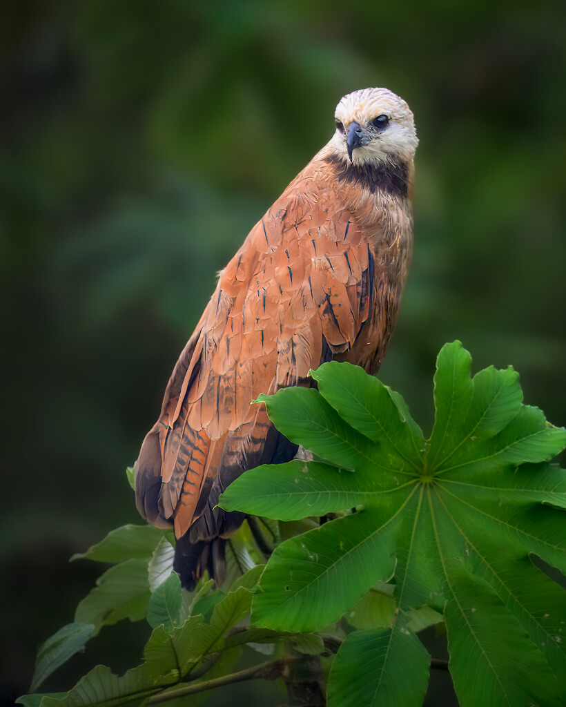 Black Collared Hawk by nicoleweg