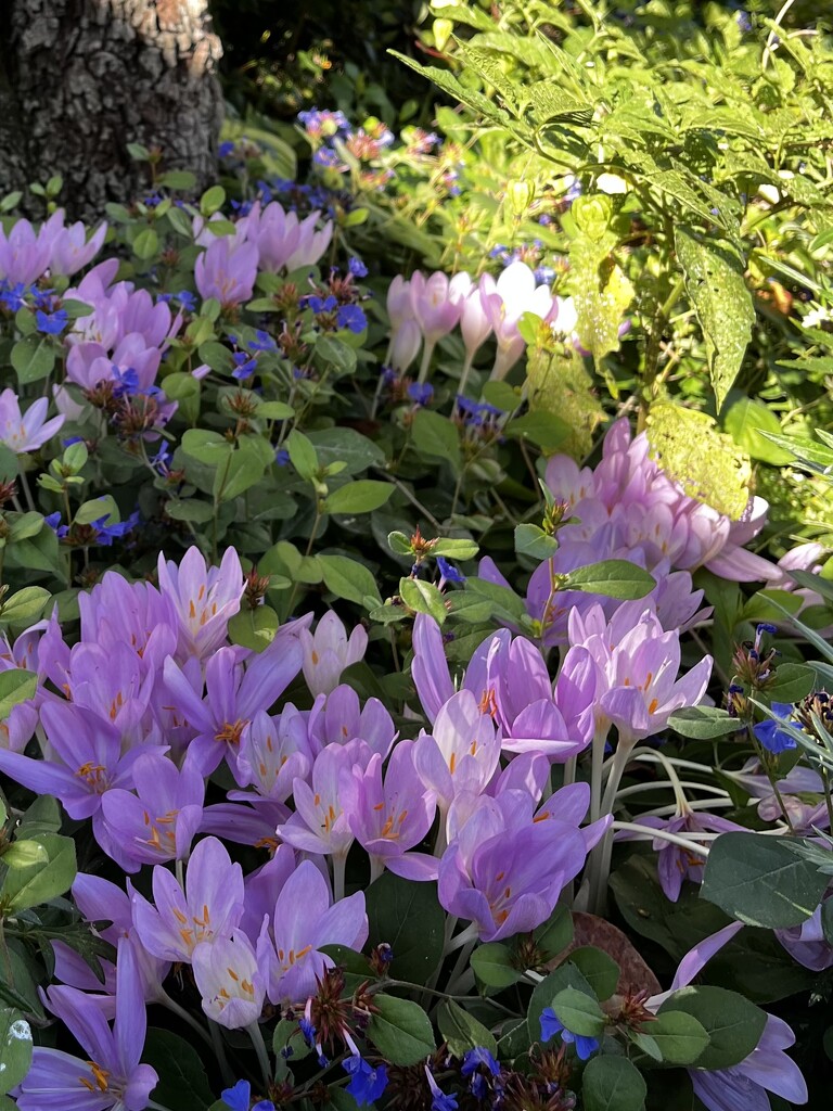 Autumn Crocus by beckyk365