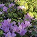 Autumn Crocus