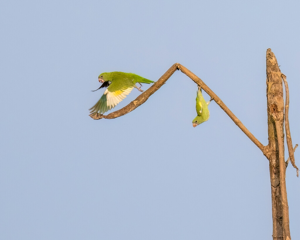 White-winged Parakeet by nicoleweg