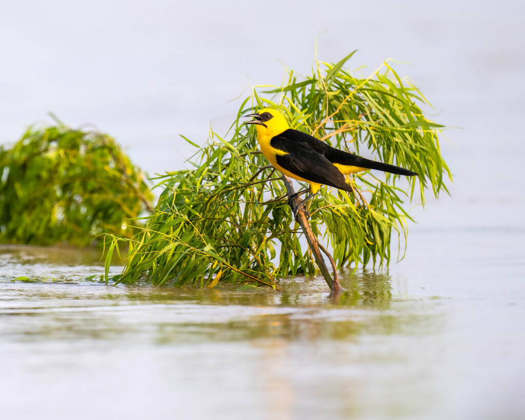 Oriole Blackbird by nicoleweg