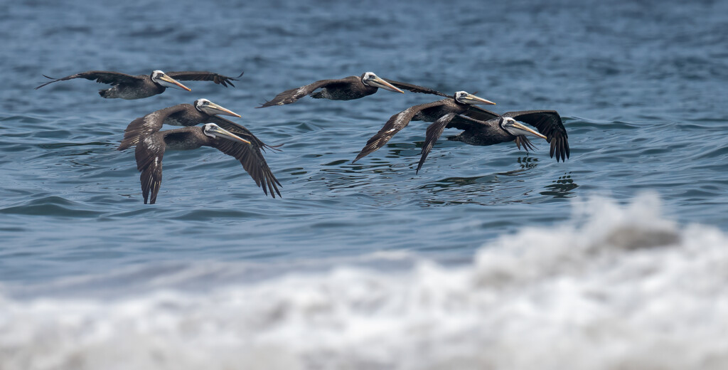 Peruvian Pelicans by nicoleweg