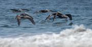 21st Aug 2024 - Peruvian Pelicans