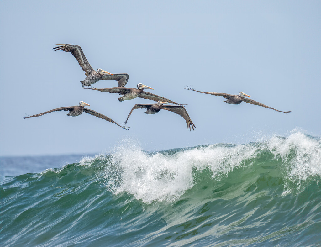 Peruvian Pelicans by nicoleweg