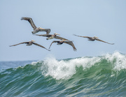 20th Aug 2024 - Peruvian Pelicans