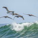 Peruvian Pelicans by nicoleweg