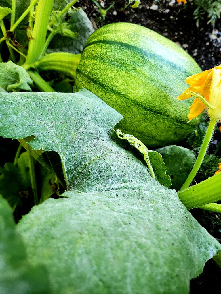 Another Pumpkin on the Vine  by jo38